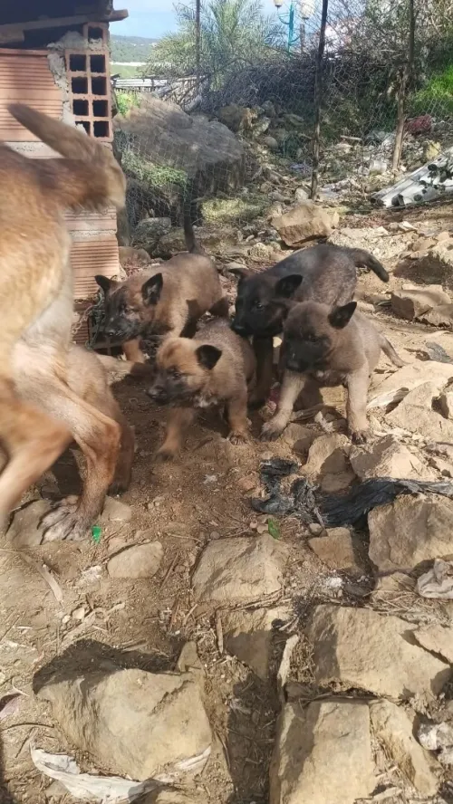 chien berger malinois charbonné