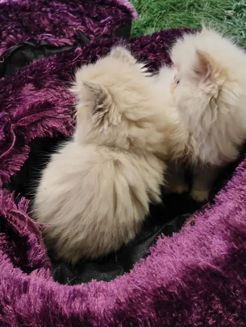 Chat