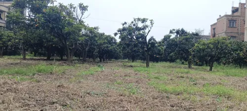 Vente Terrain Alger Baraki