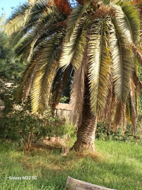 Vente Appartement Alger Kouba