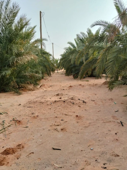 Vente Terrain Agricole Ouargla Ngoussa