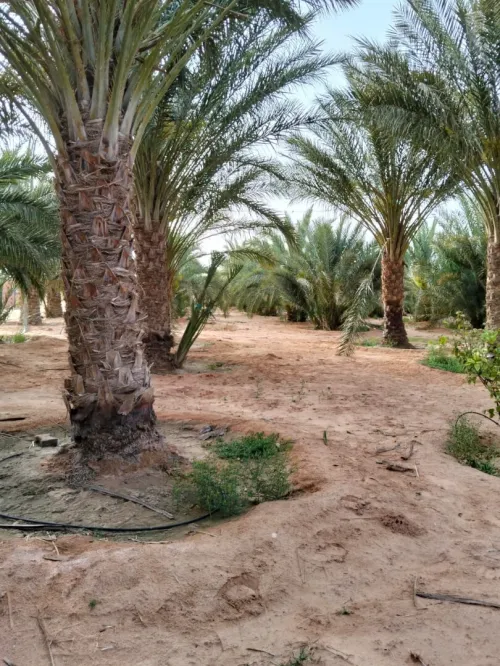 Vente Terrain Agricole Ouargla Ngoussa