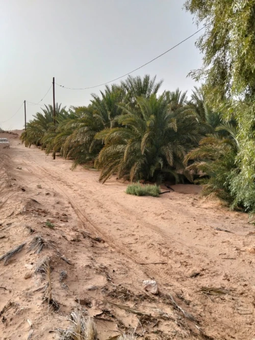 Vente Terrain Agricole Ouargla Ngoussa