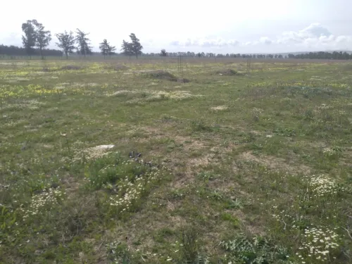 Vente Terrain Tipaza Sidi rached
