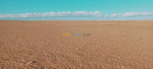 Vente Terrain Agricole Djelfa Birine