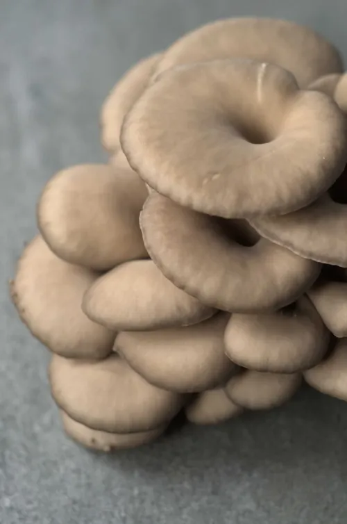 Champignons de pleurotes 