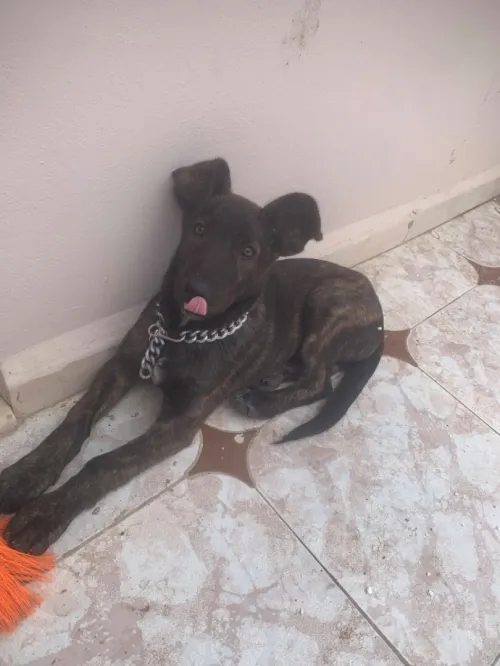 Malinois  coni corso  de 2 mois