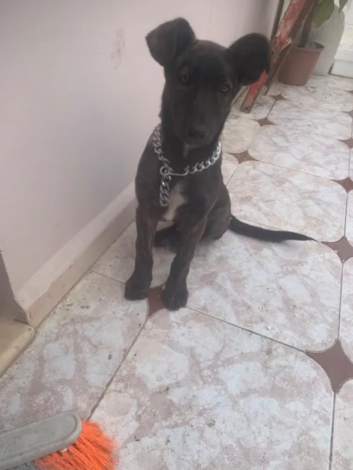 Malinois  coni corso  de 2 mois
