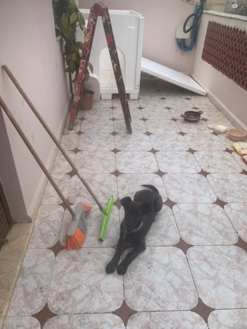 Malinois  coni corso  de 2 mois
