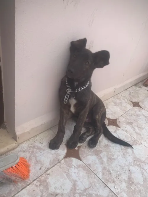 Malinois  coni corso  de 2 mois