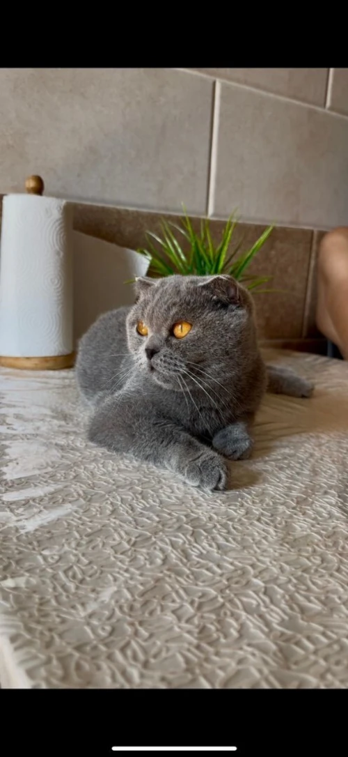 Une femelle Scottish fold âgée 28 mois