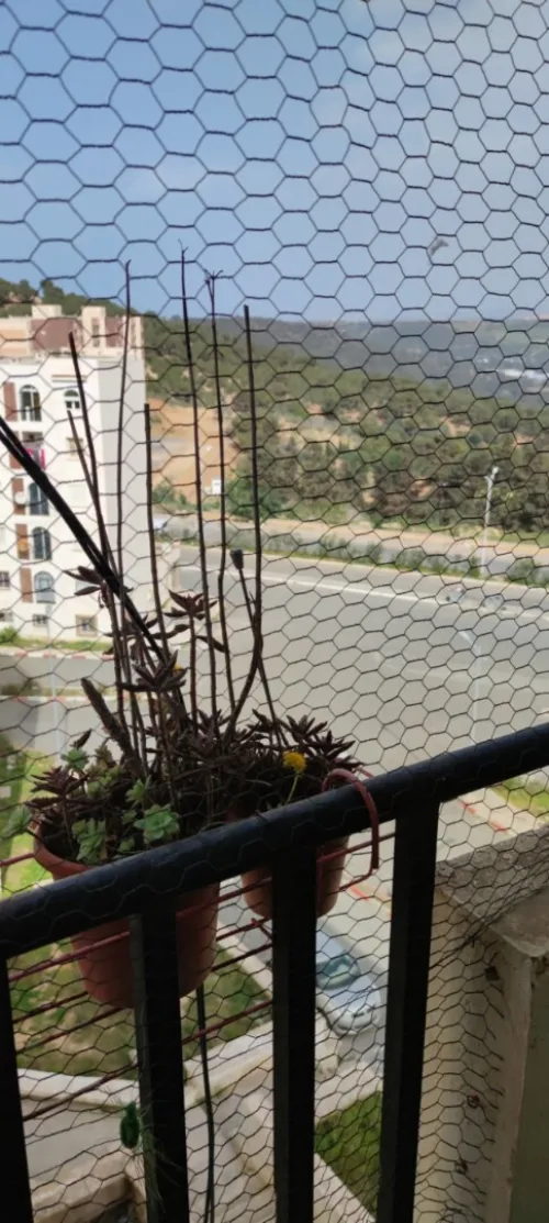 Location Appartement F3 Tipaza Kolea