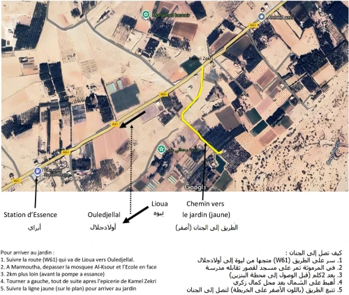 Récolte Deglet-Nour 2025 à vendre - للبيع غلة دقلة نور 2025
