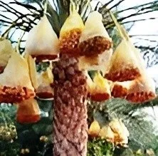 Récolte Deglet-Nour 2025 à vendre - للبيع غلة دقلة نور 2025