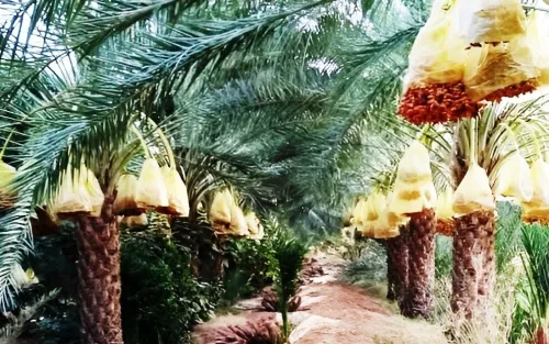 Récolte Deglet-Nour 2025 à vendre - للبيع غلة دقلة نور 2025