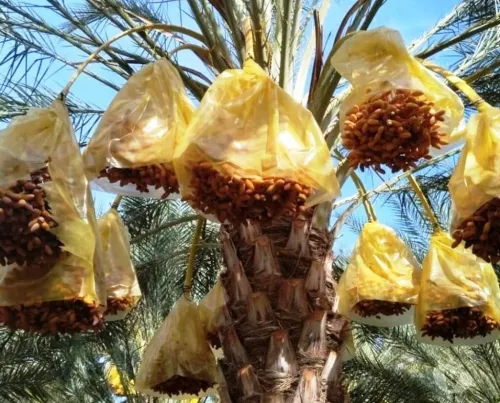 Récolte Deglet-Nour 2025 à vendre - للبيع غلة دقلة نور 2025