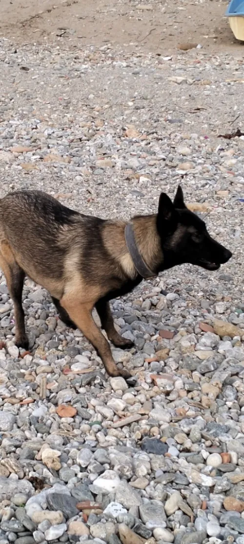 Chien malinois
