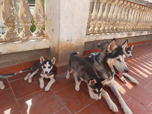Chiot husky