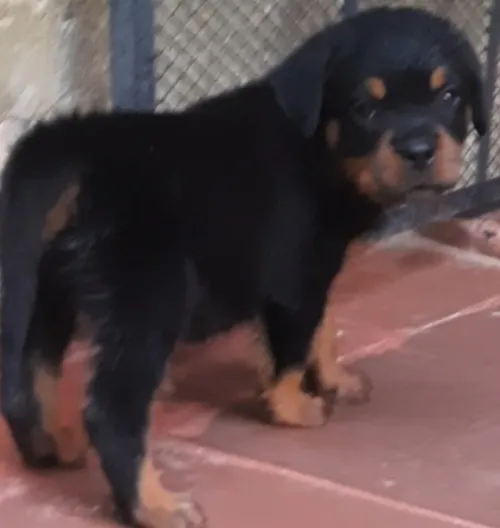 Rottweiler Serbie 