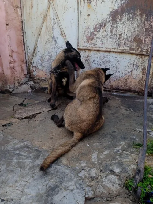 2 couples malinois noir