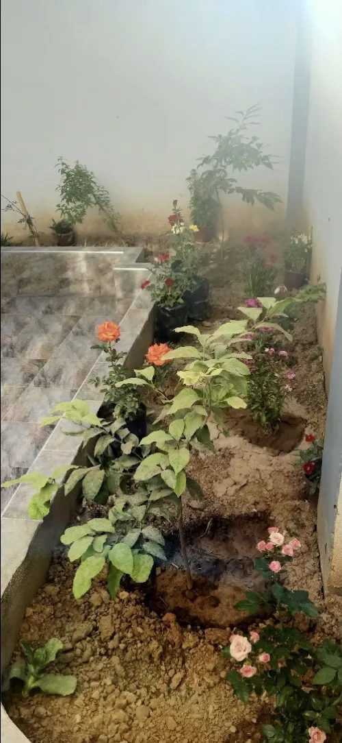 Vente Villa Blida Guerrouaou