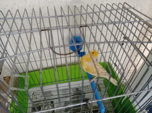 Canaris satinés