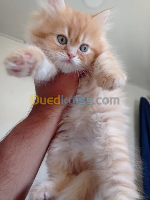 Chaton Persan 