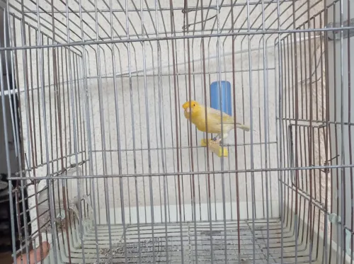 Canaris satinés