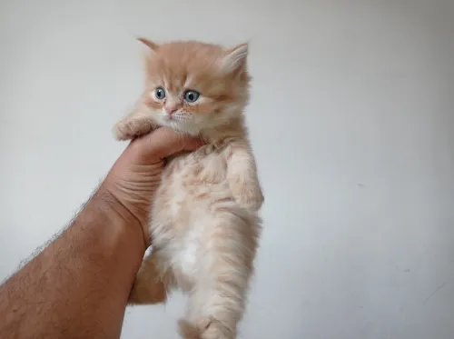 Chaton 