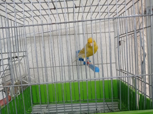 Canaris satinés