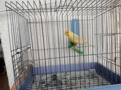 Canaris satinés