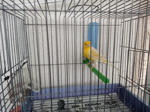 Canaris satinés