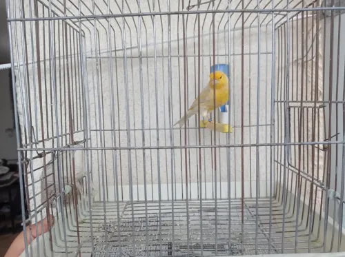 Canaris satinés