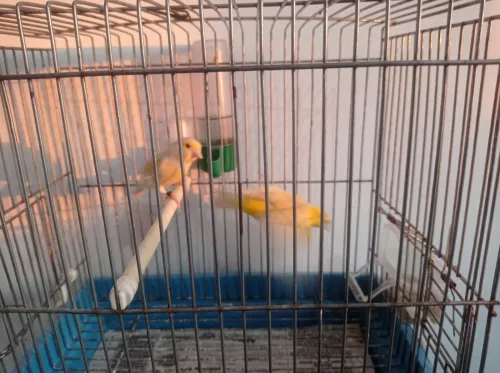 Canaris Satinés