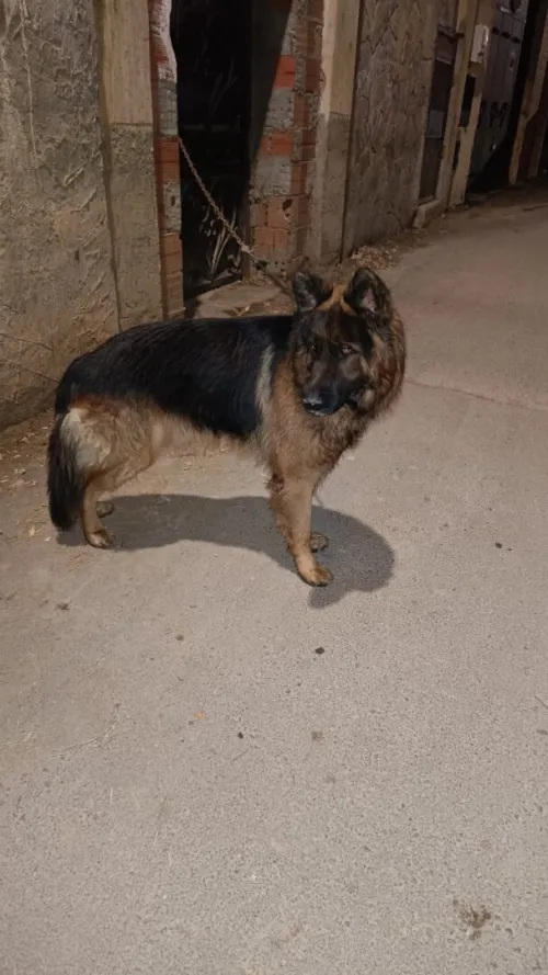 Berger allemand poil long
