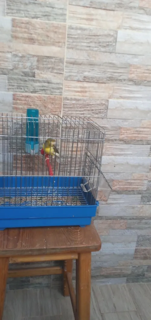 Canari 