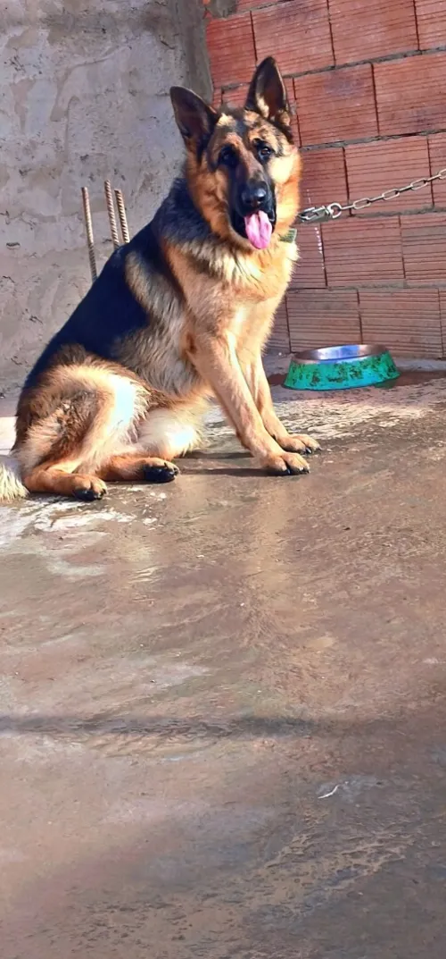 Chien femelle berger inqlini