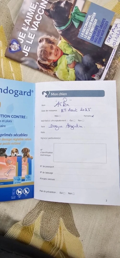 Dog argentin