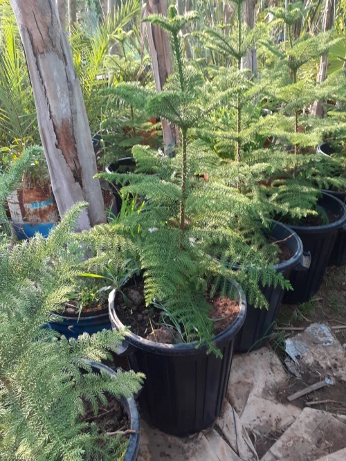 Gazon Naturel et plantes