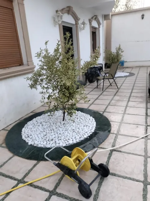 Gazon Naturel et plantes