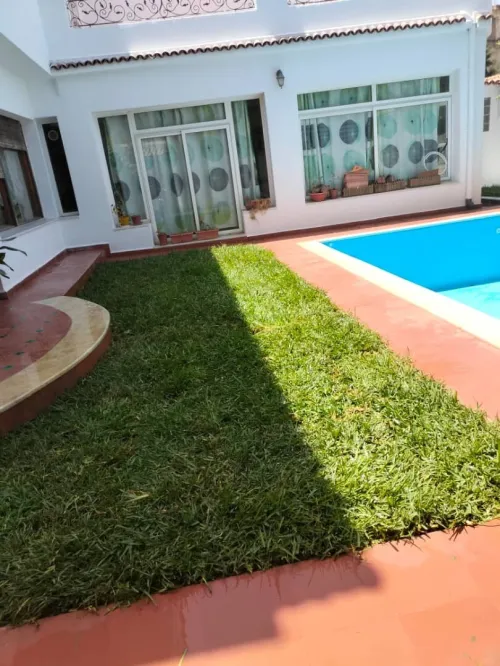 Gazon Naturel et plantes