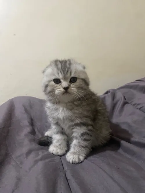 Tigerlined scottish-fold