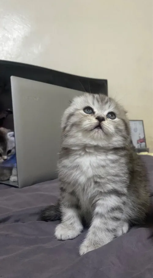 Tigerlined scottish-fold