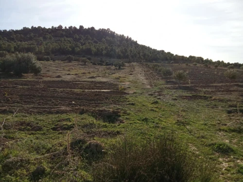 Vente Terrain Agricole Bouira Ahl el ksar