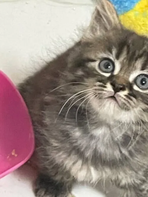 Chat persan