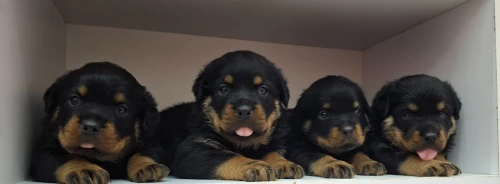 Chien Rottweiler 