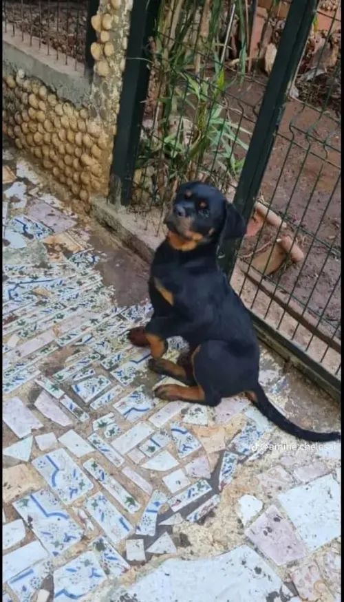 Chien Rottweiler 