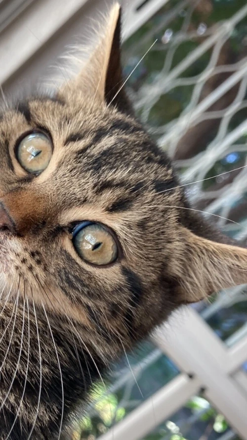 Chatons persan croisés pour adoption