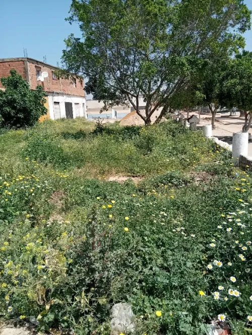 Vente Terrain Mostaganem Sayada