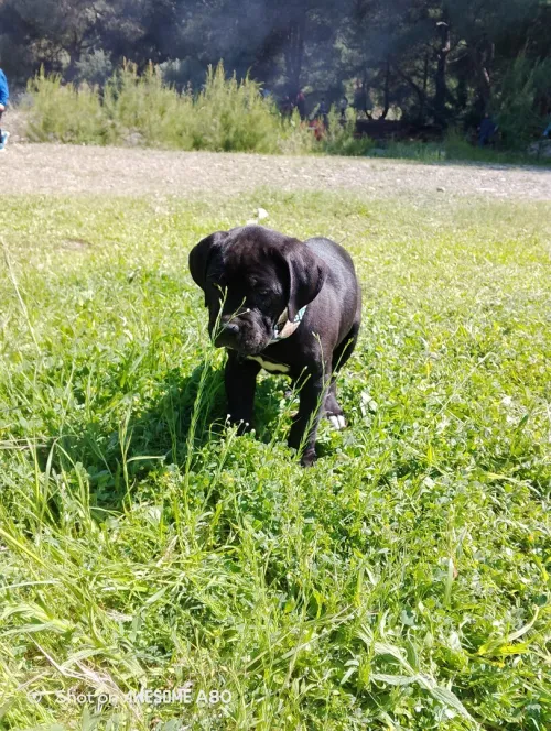 Cane Corso